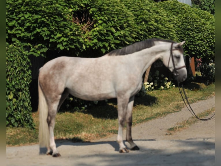 Ungarisches Sportpferd Stute 6 Jahre 162 cm Schimmel in Schattendorf