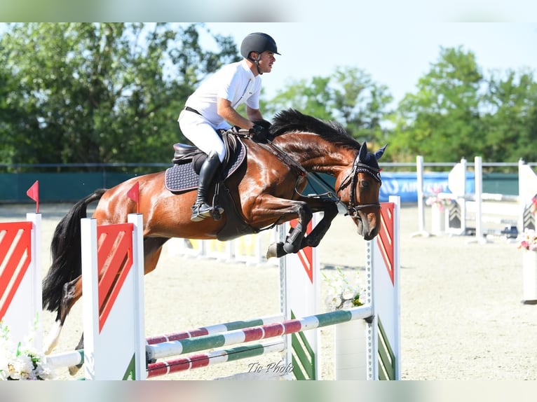 Ungarisches Sportpferd Stute 6 Jahre 166 cm Rotbrauner in Békéscsaba