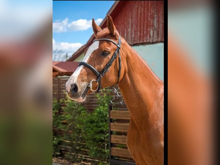 Ungarisches Sportpferd Stute 6 Jahre 168 cm Dunkelfuchs in B&#xE9;k&#xE9;scsaba