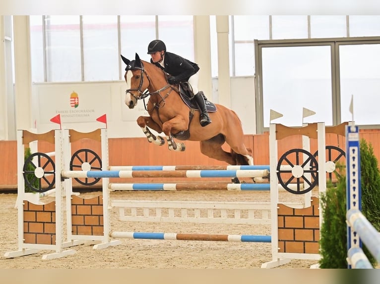 Ungarisches Sportpferd Stute 6 Jahre 168 cm Dunkelfuchs in B&#xE9;k&#xE9;scsaba