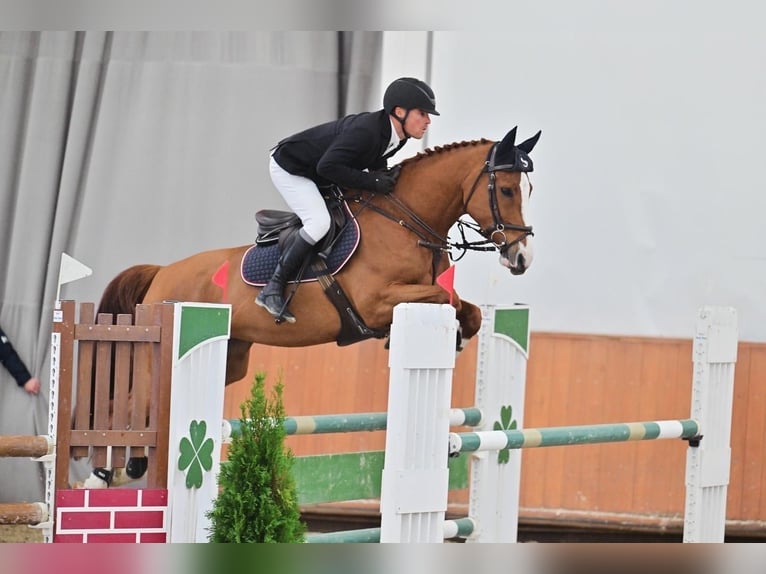 Ungarisches Sportpferd Stute 6 Jahre 168 cm Dunkelfuchs in B&#xE9;k&#xE9;scsaba