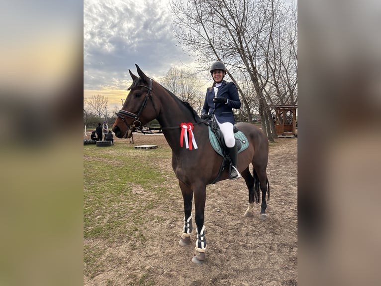 Ungarisches Sportpferd Stute 6 Jahre 168 cm Rotbrauner in Heves