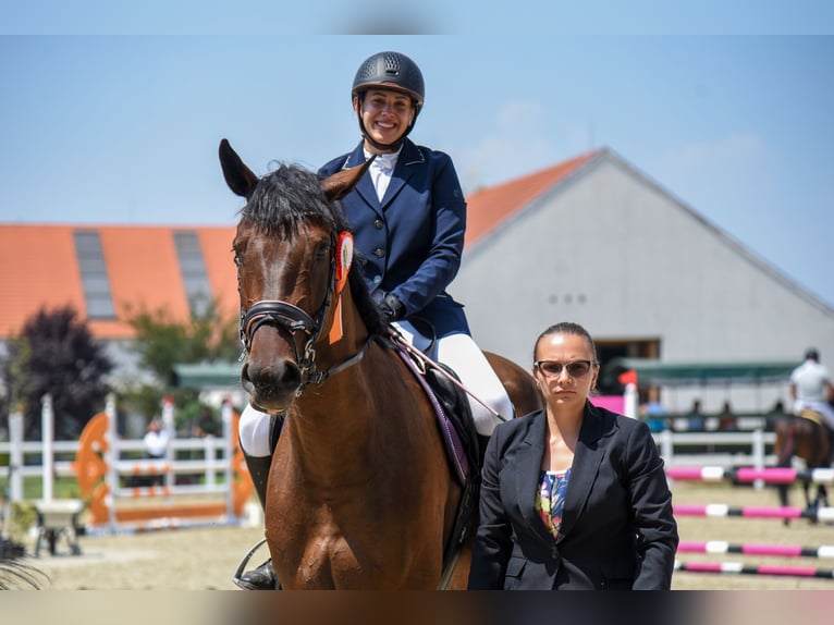 Ungarisches Sportpferd Stute 6 Jahre 168 cm Rotbrauner in Heves