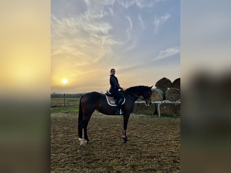 Ungarisches Sportpferd Stute 6 Jahre 168 cm Rotbrauner in Heves
