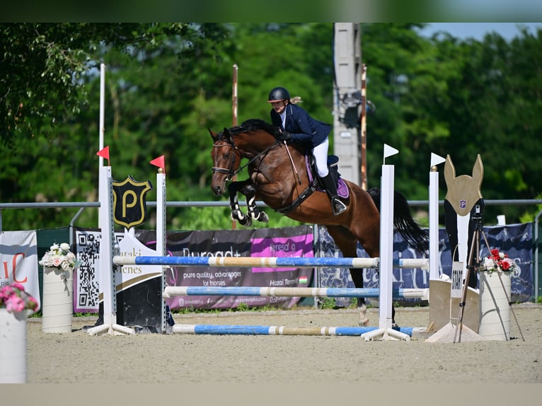Ungarisches Sportpferd Stute 6 Jahre 168 cm Rotbrauner in Heves