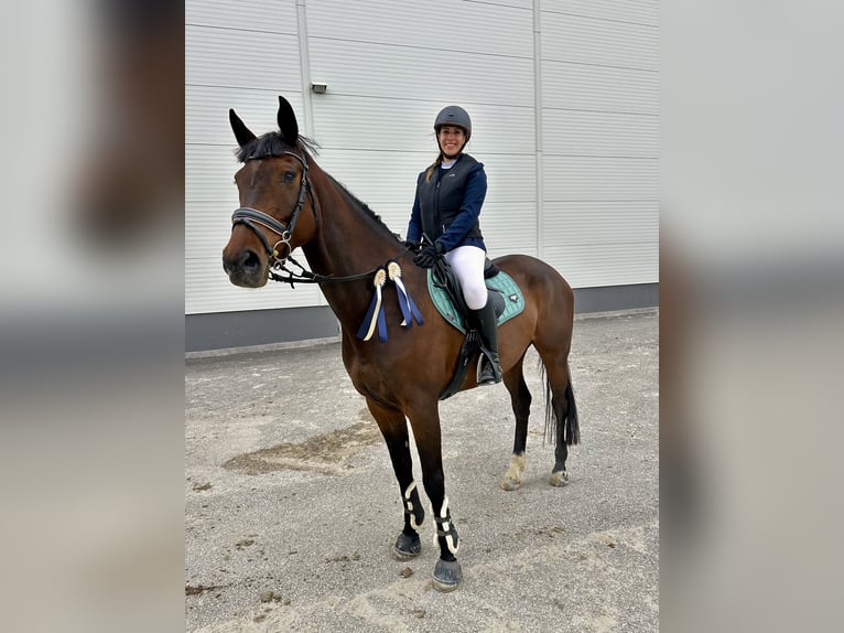 Ungarisches Sportpferd Stute 6 Jahre 168 cm Rotbrauner in Heves