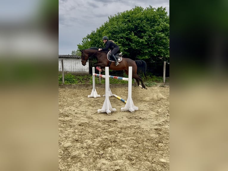 Ungarisches Sportpferd Stute 6 Jahre 168 cm Rotbrauner in Heves
