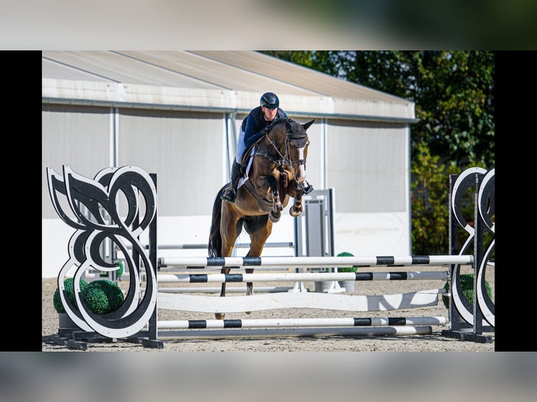 Ungarisches Sportpferd Stute 6 Jahre 168 cm Rotbrauner in Pátka