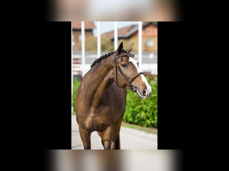 Ungarisches Sportpferd Stute 6 Jahre 168 cm Rotbrauner in Pátka
