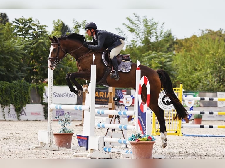 Ungarisches Sportpferd Stute 6 Jahre 168 cm Rotbrauner in Pátka