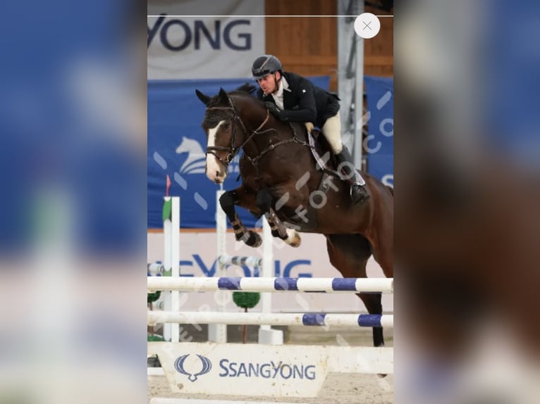 Ungarisches Sportpferd Stute 6 Jahre 168 cm Rotbrauner in Pátka