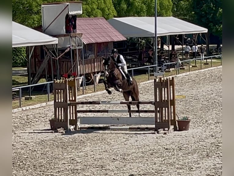 Ungarisches Sportpferd Stute 6 Jahre 168 cm Rotbrauner in Pátka
