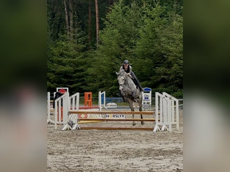 Ungarisches Sportpferd Stute 6 Jahre 169 cm Apfelschimmel in Hannover