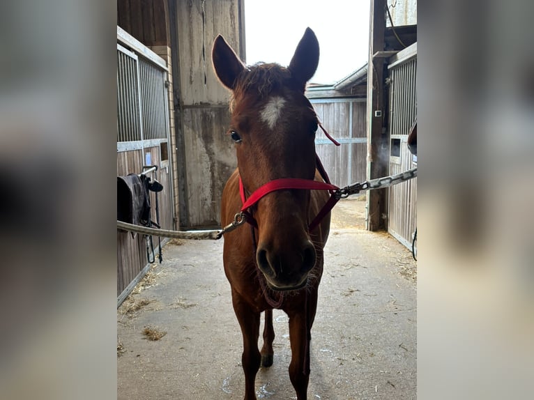 Ungarisches Sportpferd Stute 7 Jahre 148 cm Fuchs in Overath