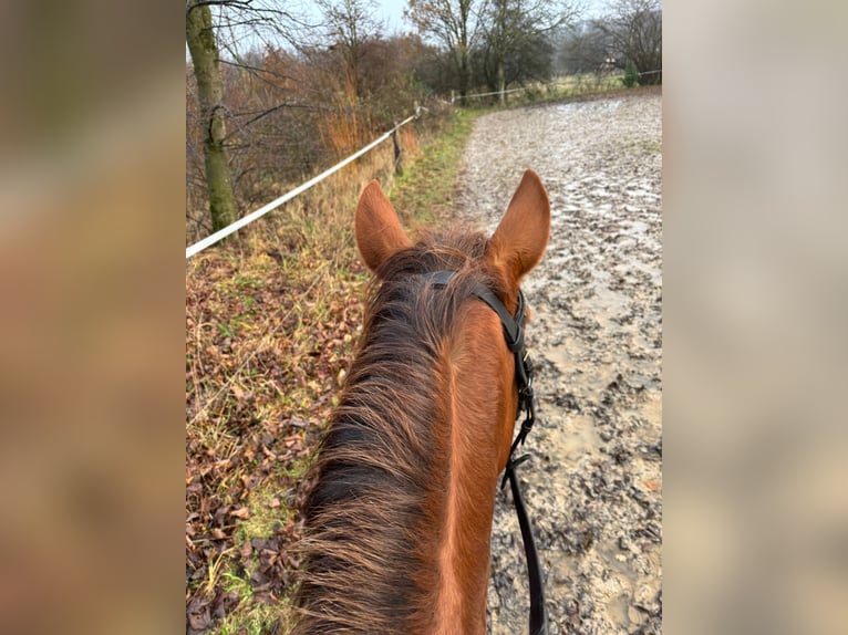 Ungarisches Sportpferd Stute 7 Jahre 148 cm Fuchs in Overath