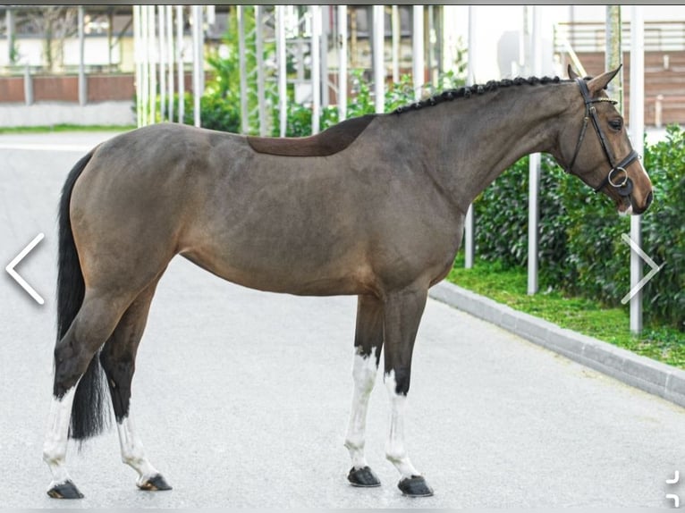 Ungarisches Sportpferd Stute 7 Jahre 160 cm Brauner in Altenmünster
