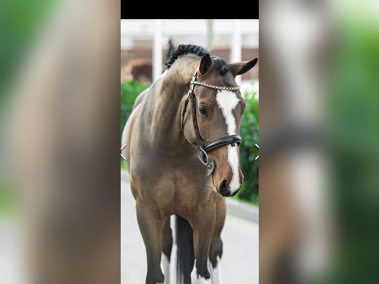 Ungarisches Sportpferd Stute 7 Jahre 160 cm Brauner in Altenmünster