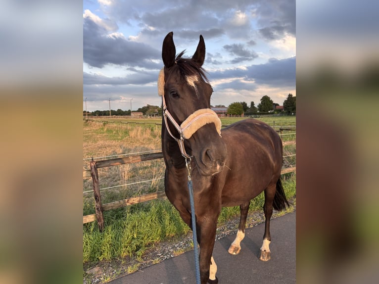 Ungarisches Sportpferd Stute 7 Jahre 160 cm Rappe in Wegberg