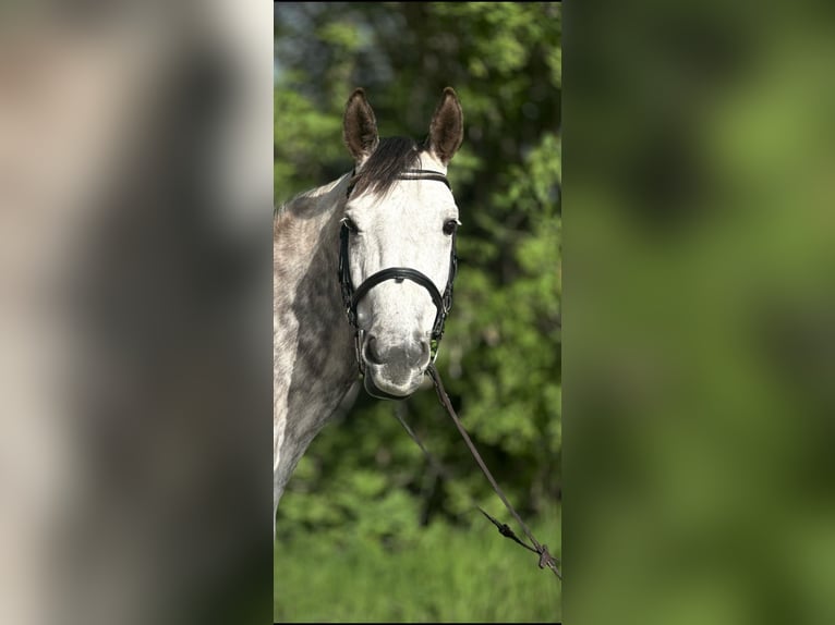 Ungarisches Sportpferd Stute 7 Jahre 160 cm Schimmel in Interlaken