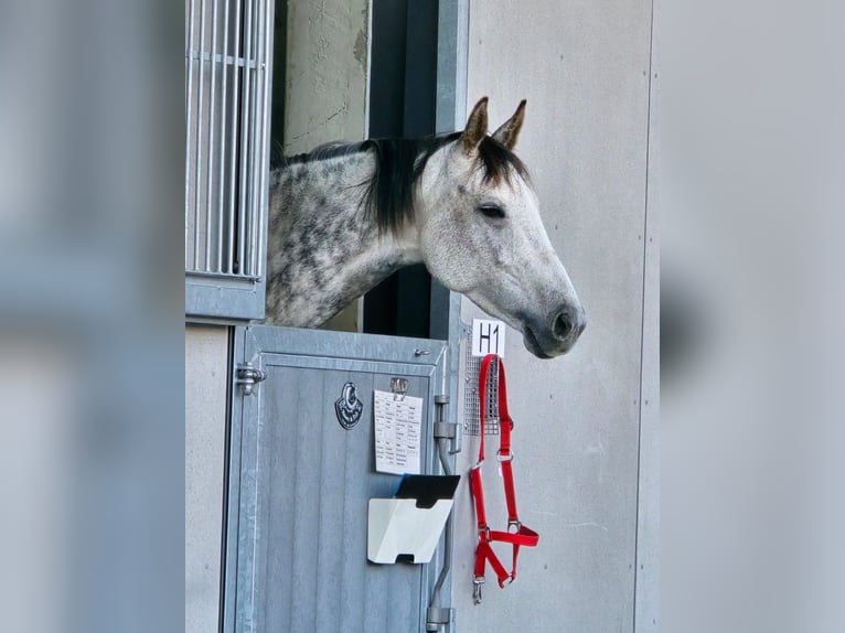 Ungarisches Sportpferd Stute 7 Jahre 160 cm Schimmel in Interlaken