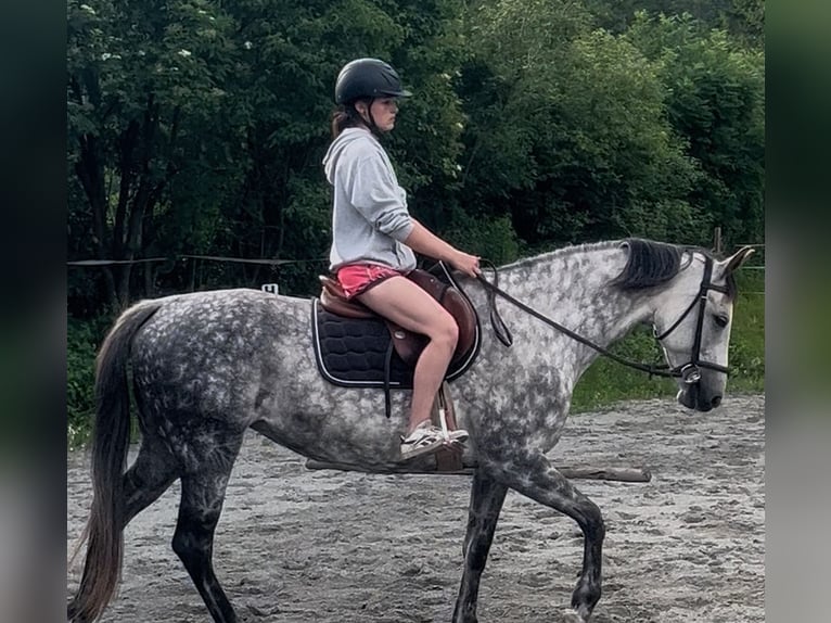 Ungarisches Sportpferd Stute 7 Jahre 160 cm Schimmel in Interlaken