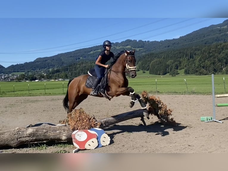 Ungarisches Sportpferd Stute 7 Jahre 164 cm Brauner in Schlins