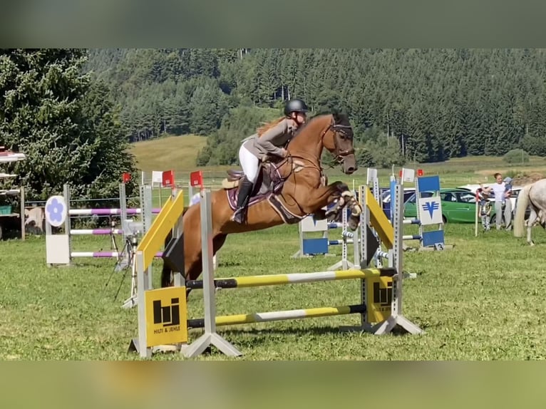 Ungarisches Sportpferd Stute 7 Jahre 164 cm Brauner in Schlins