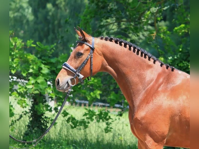 Ungarisches Sportpferd Stute 7 Jahre 165 cm Rotbrauner in Határ utca 25