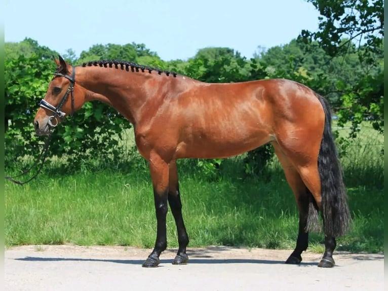Ungarisches Sportpferd Stute 7 Jahre 165 cm Rotbrauner in Határ utca 25