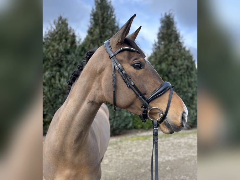 Ungarisches Sportpferd Stute 7 Jahre 167 cm Brauner in Oud Gastel