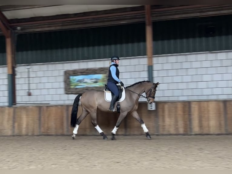 Ungarisches Sportpferd Stute 7 Jahre 167 cm Brauner in Oud Gastel