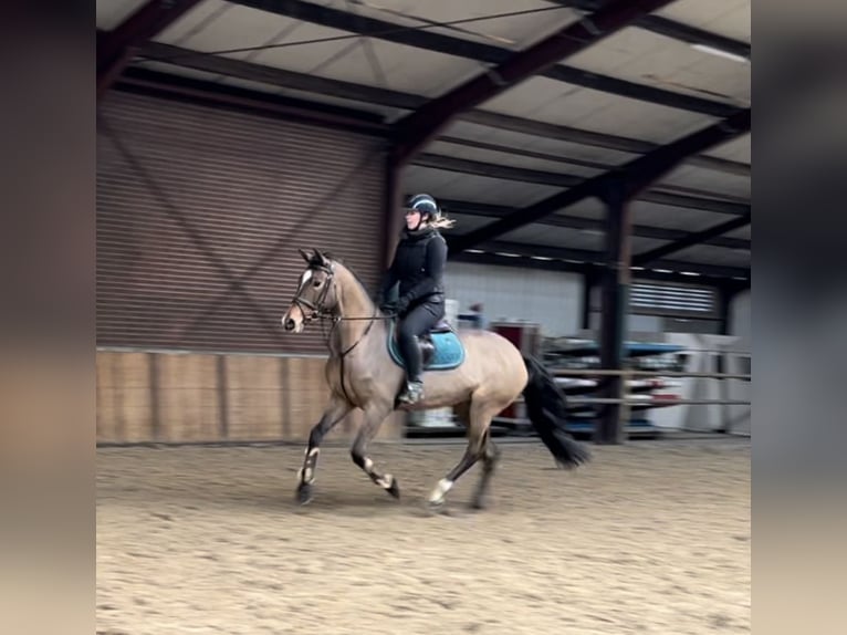 Ungarisches Sportpferd Stute 7 Jahre 167 cm Brauner in Oud Gastel