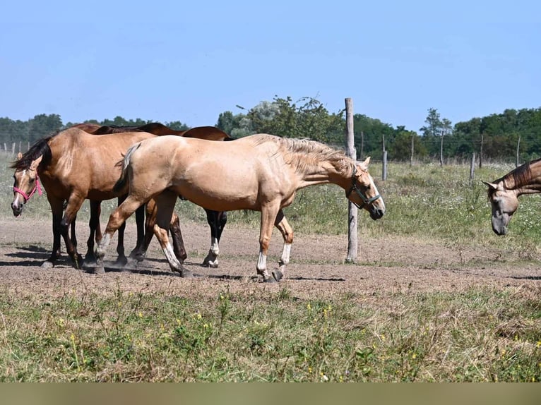 Ungarisches Sportpferd Stute 7 Jahre 167 cm Palomino in Marcali