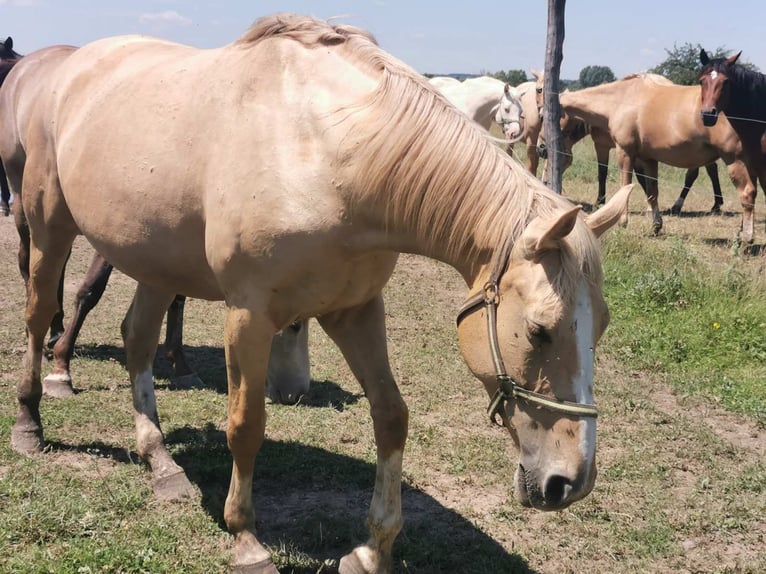 Ungarisches Sportpferd Stute 7 Jahre 167 cm Palomino in Marcali