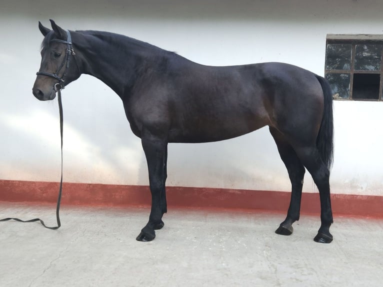 Ungarisches Sportpferd Stute 7 Jahre 169 cm Brauner in B&#xE9;k&#xE9;s