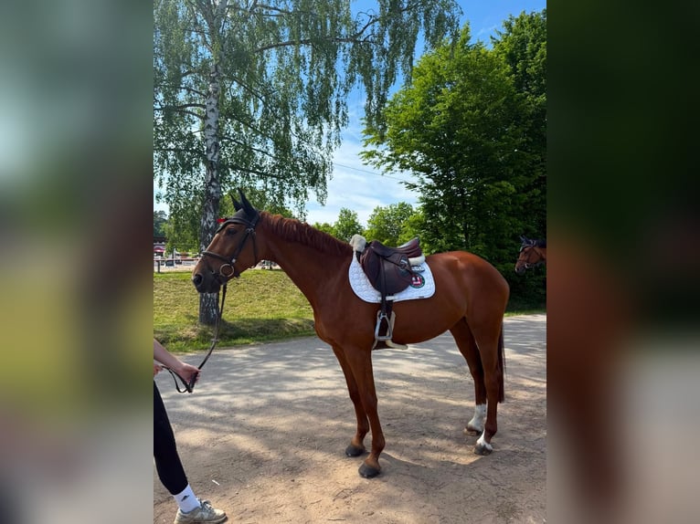 Ungarisches Sportpferd Stute 7 Jahre 170 cm Fuchs in Amöneburg