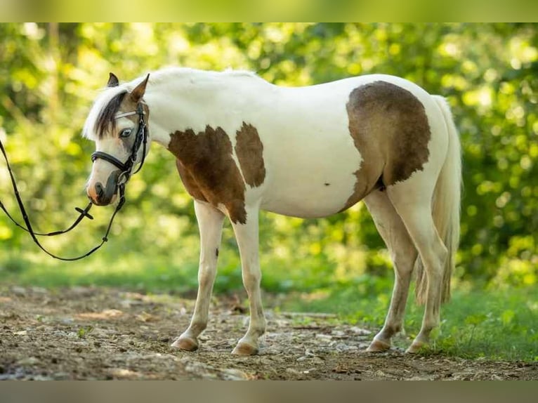 Ungarisches Sportpferd Stute 8 Jahre 125 cm Schecke in Matzersdorf