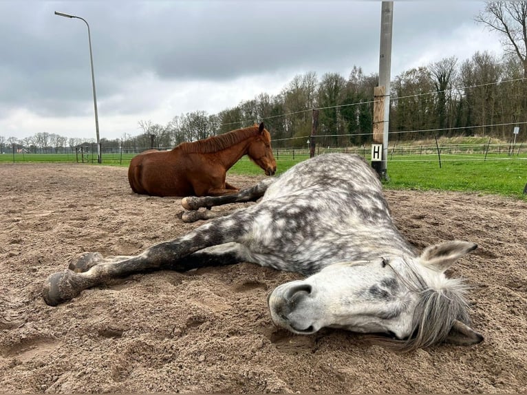 Ungarisches Sportpferd Mix Stute 8 Jahre 145 cm Blauschimmel in Oldenzaal