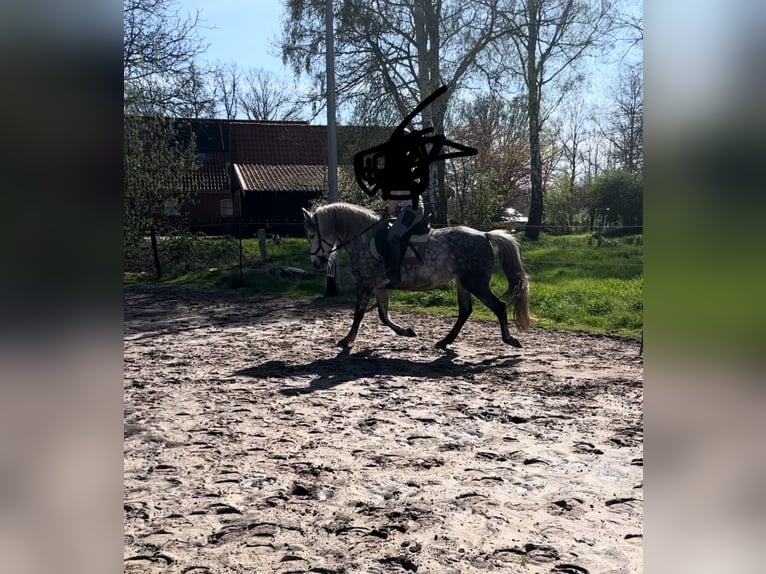 Ungarisches Sportpferd Mix Stute 8 Jahre 145 cm Blauschimmel in Oldenzaal