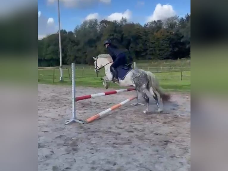 Ungarisches Sportpferd Mix Stute 8 Jahre 145 cm Blauschimmel in Oldenzaal