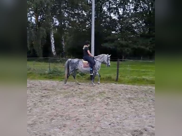 Ungarisches Sportpferd Mix Stute 8 Jahre 145 cm Blauschimmel in Oldenzaal