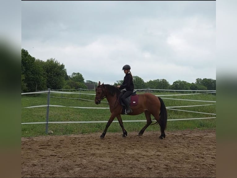 Ungarisches Sportpferd Mix Stute 8 Jahre 145 cm Brauner in Neverin