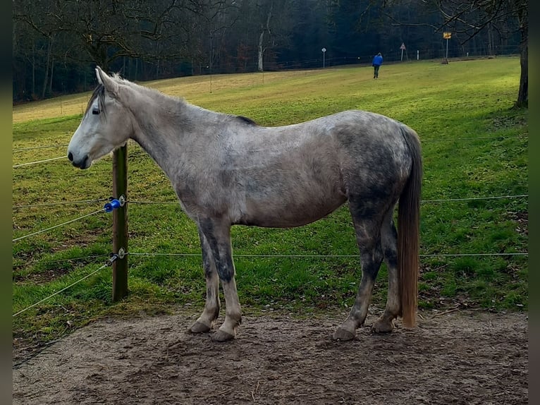 Ungarisches Sportpferd Stute 8 Jahre 148 cm Schimmel in Straubenhardt