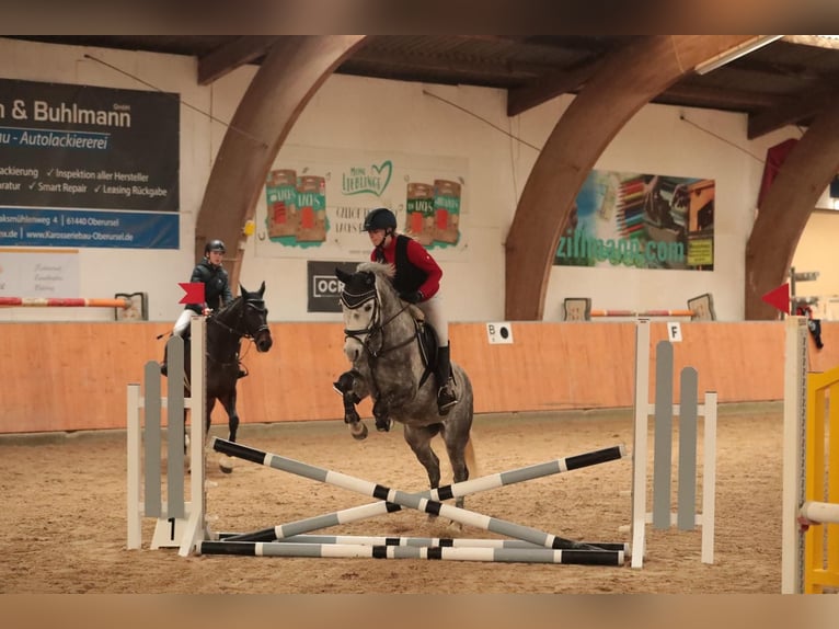 Ungarisches Sportpferd Stute 8 Jahre 150 cm Schimmel in Schwabenheim