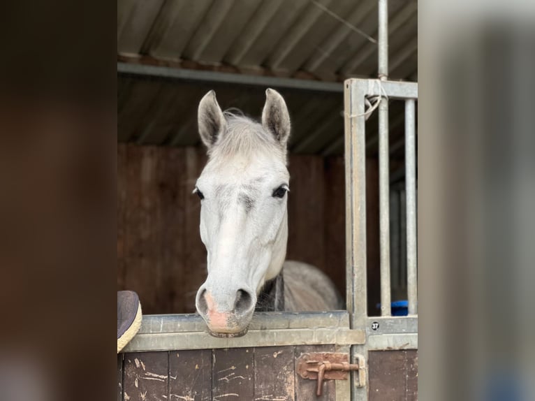 Ungarisches Sportpferd Stute 8 Jahre 150 cm Schimmel in Schwabenheim