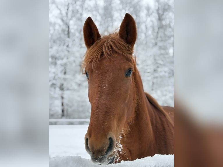 Ungarisches Sportpferd Mix Stute 8 Jahre 152 cm Fuchs in Kupferzell