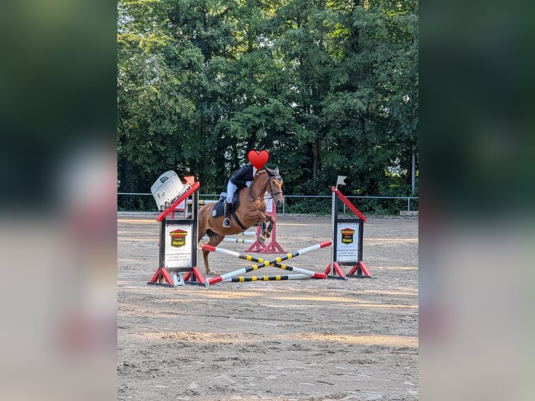 Ungarisches Sportpferd Mix Stute 8 Jahre 152 cm Fuchs in Kupferzell