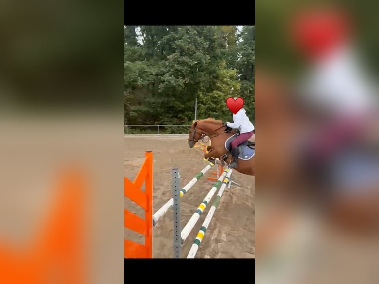 Ungarisches Sportpferd Mix Stute 8 Jahre 152 cm Fuchs in Kupferzell