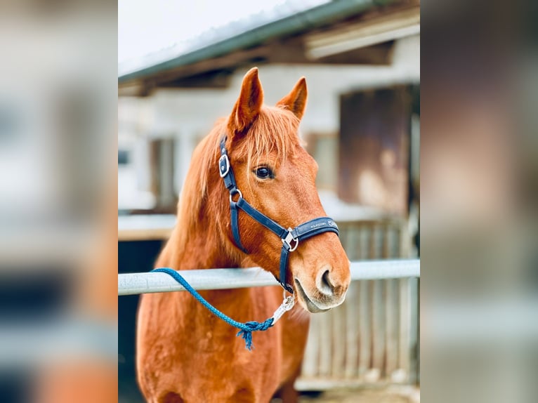 Ungarisches Sportpferd Mix Stute 8 Jahre 152 cm Fuchs in Kupferzell