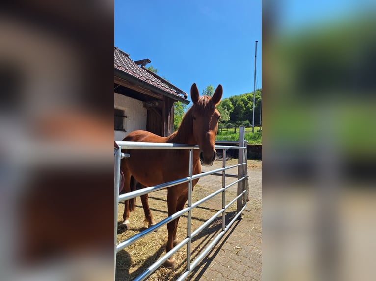 Ungarisches Sportpferd Mix Stute 8 Jahre 152 cm Fuchs in Kupferzell